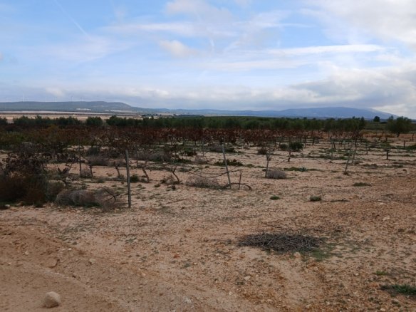 9,808 m² Land in Yecla - Caza De Casa