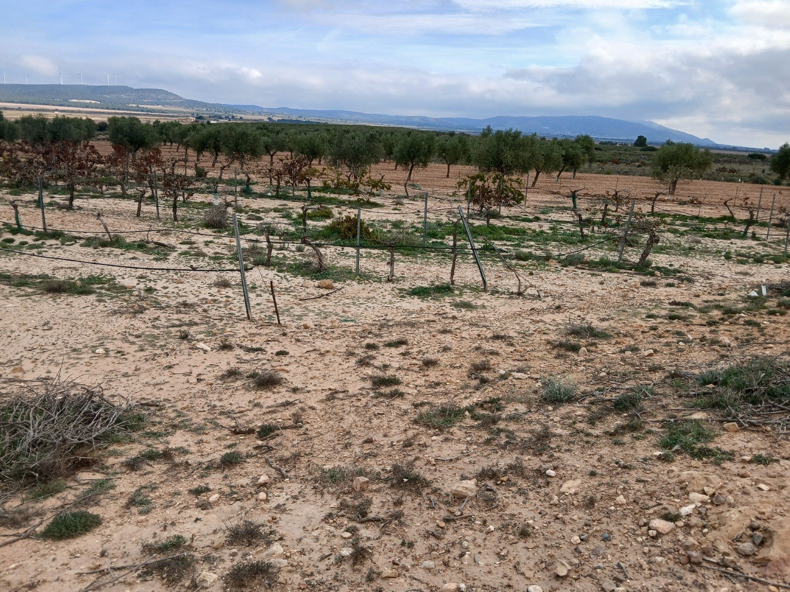9,808 m² Land in Yecla - Caza De Casa