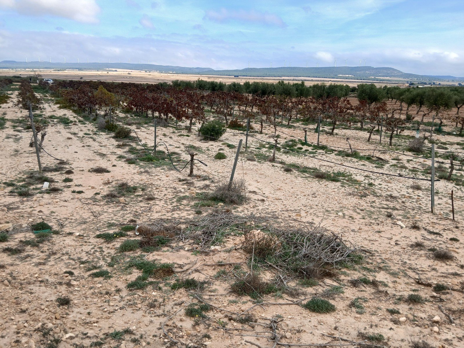 9,808 m² Land in Yecla - Caza De Casa