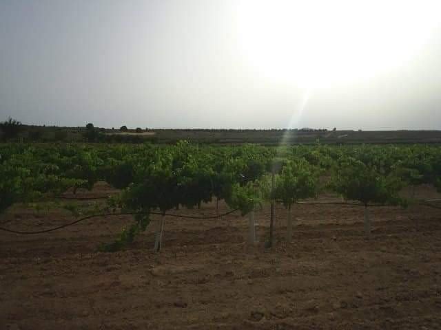 600,000 m² Land in Yecla - Caza De Casa