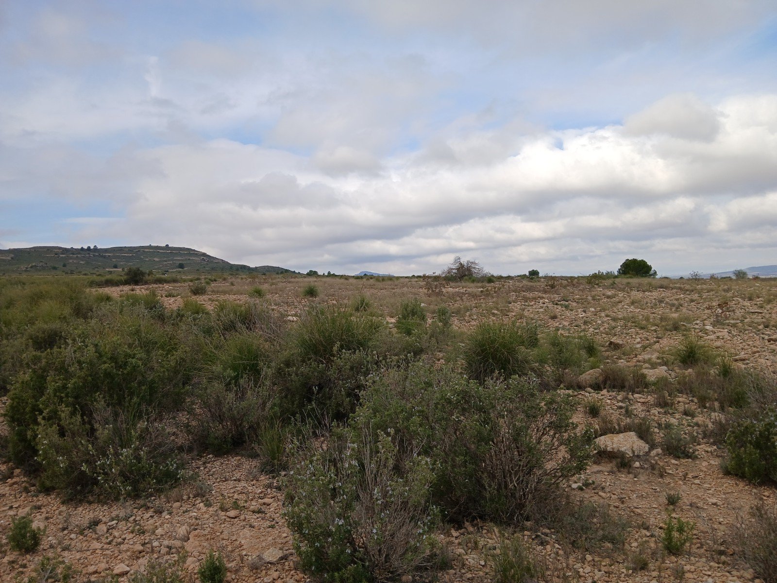 600,000 m² Land in Yecla - Caza De Casa