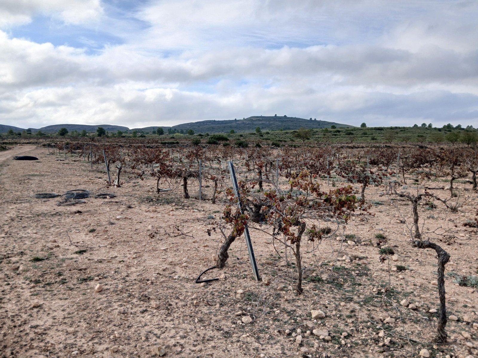 600,000 m² Land in Yecla - Caza De Casa