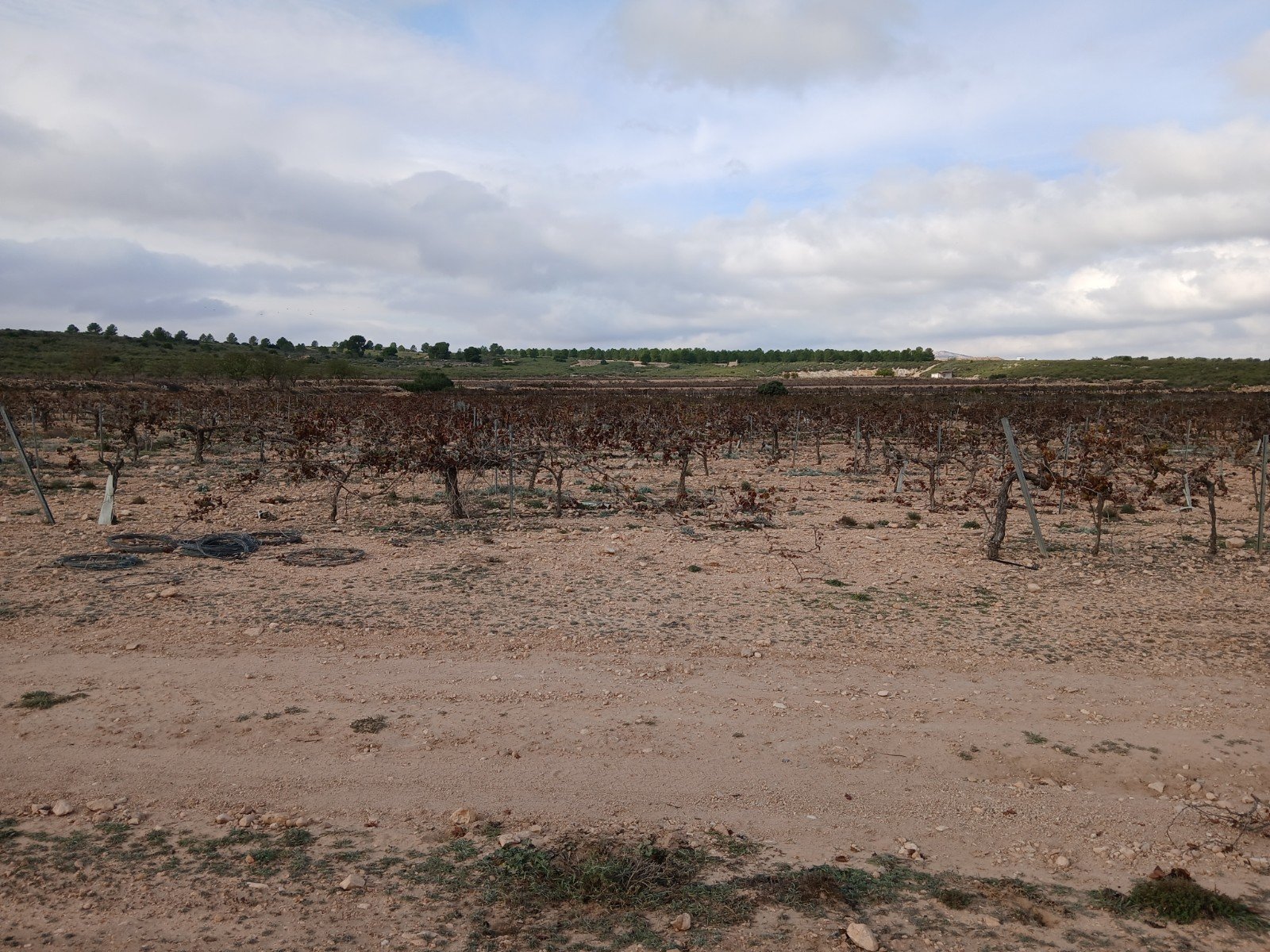 600,000 m² Land in Yecla - Caza De Casa
