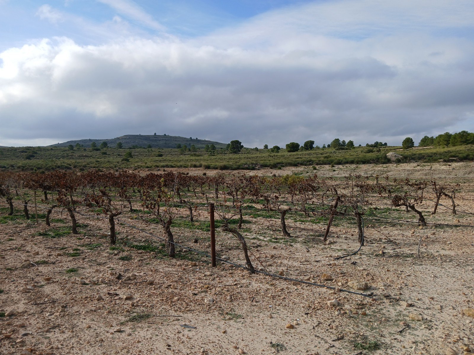 600,000 m² Land in Yecla - Caza De Casa