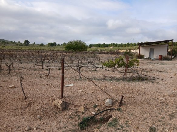 600,000 m² Land in Yecla - Caza De Casa