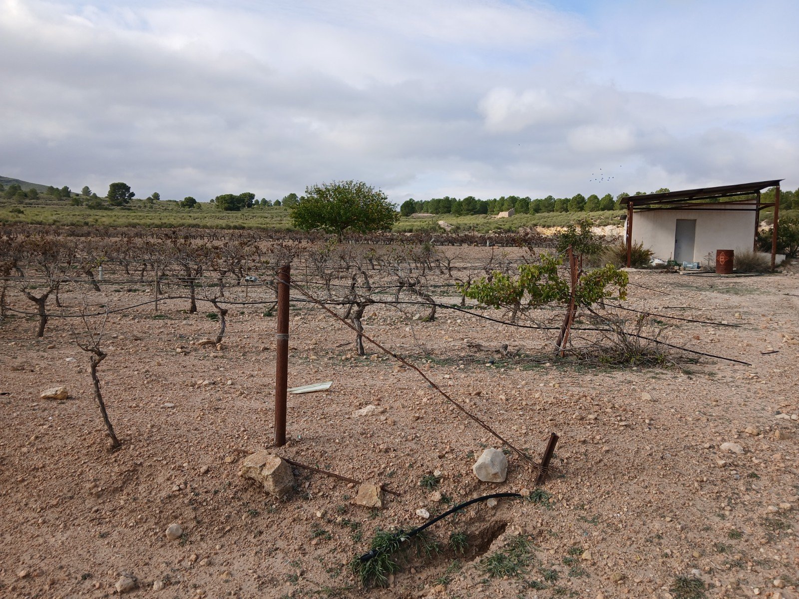 600,000 m² Land in Yecla - Caza De Casa