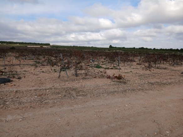 600,000 m² Land in Yecla - Caza De Casa