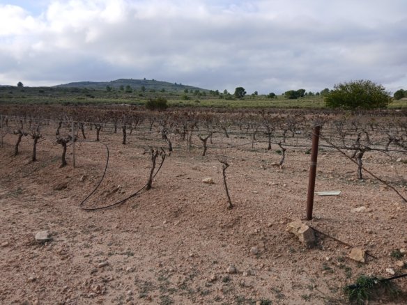 600,000 m² Land in Yecla - Caza De Casa