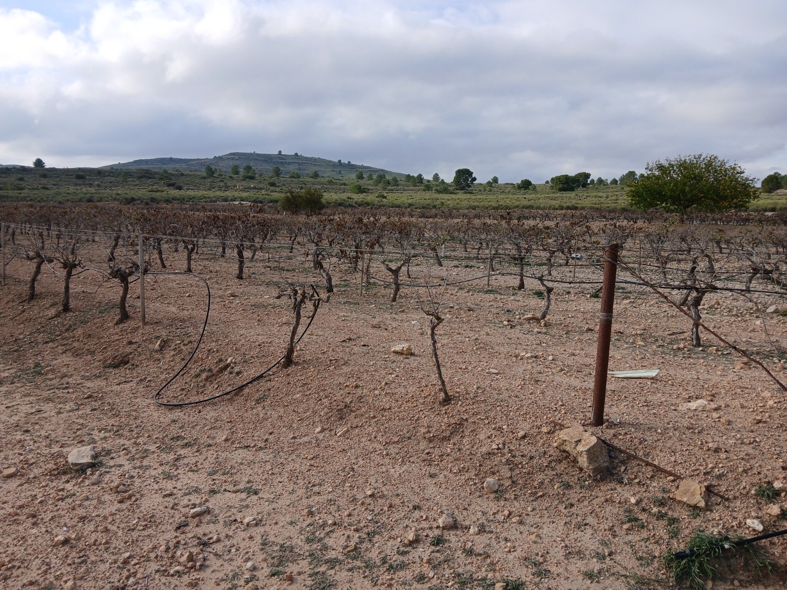 600,000 m² Land in Yecla - Caza De Casa