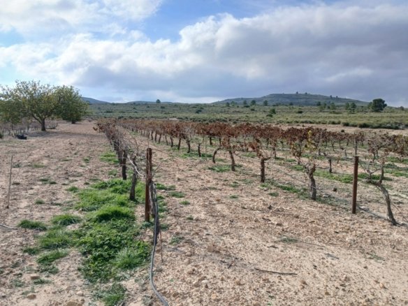 600,000 m² Land in Yecla - Caza De Casa
