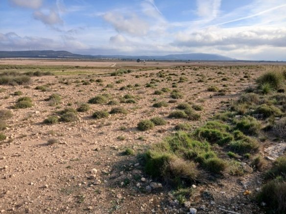 25,000 m² Land in Yecla - Caza De Casa