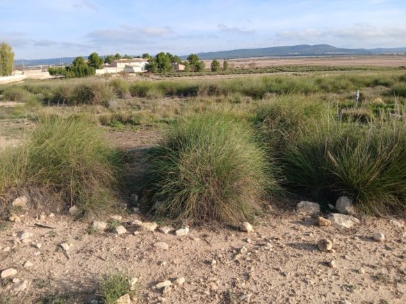 25,000 m² Land in Yecla - Caza De Casa