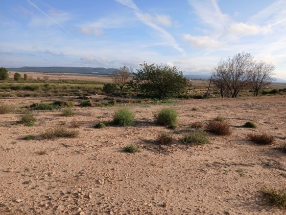 25,000 m² Land in Yecla - Caza De Casa