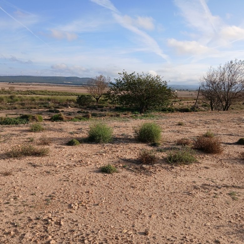 25,000 m² Land in Yecla - Caza De Casa