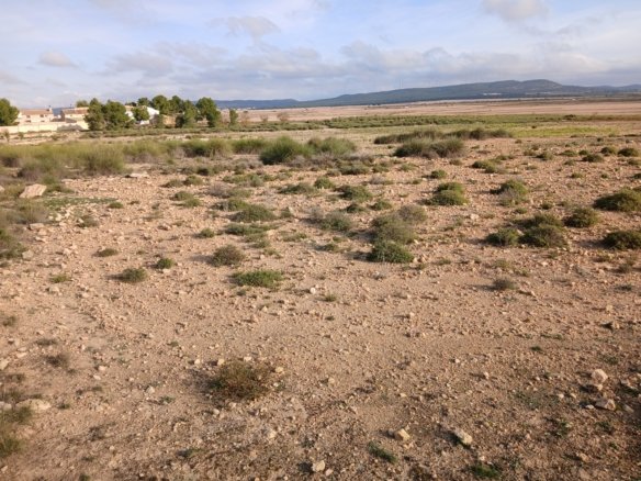 25,000 m² Land in Yecla - Caza De Casa