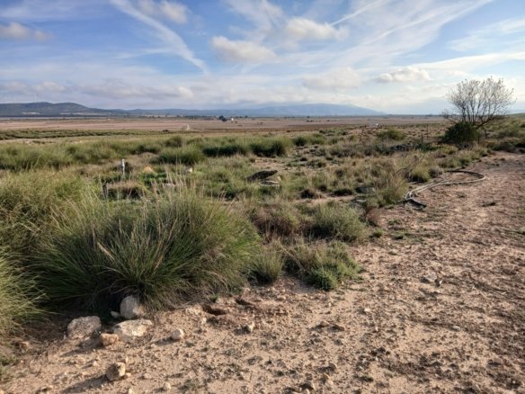 25,000 m² Land in Yecla - Caza De Casa