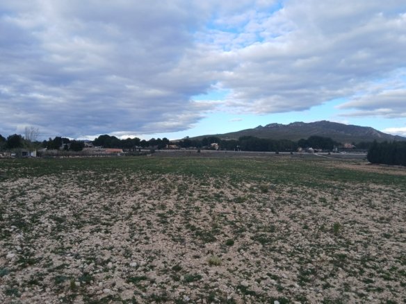 20,000 m² Land in Yecla - Caza De Casa