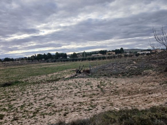 20,000 m² Land in Yecla - Caza De Casa