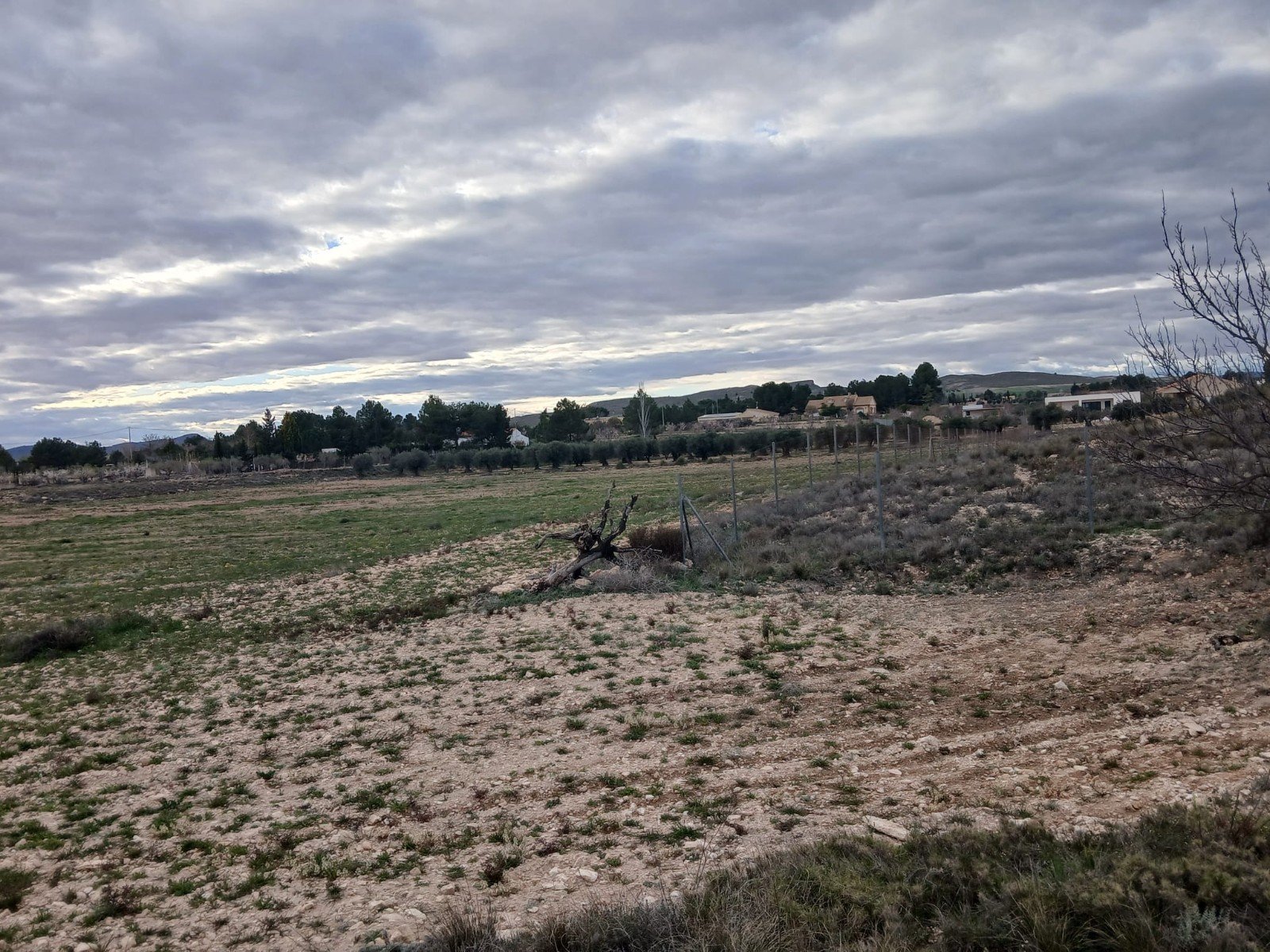 20,000 m² Land in Yecla - Caza De Casa