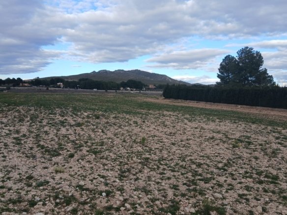 20,000 m² Land in Yecla - Caza De Casa