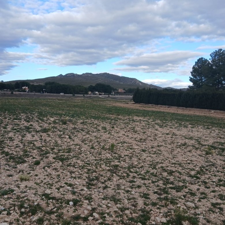 20,000 m² Land in Yecla - Caza De Casa