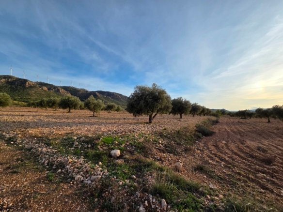 150,113 m² Land in Jumilla - Caza De Casa