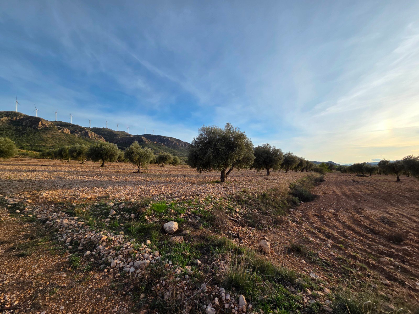 150,113 m² Land in Jumilla - Caza De Casa