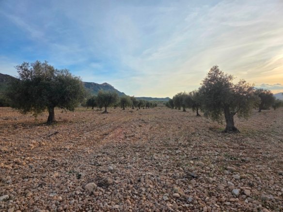 150,113 m² Land in Jumilla - Caza De Casa