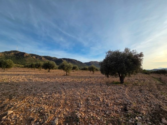 150,113 m² Land in Jumilla - Caza De Casa