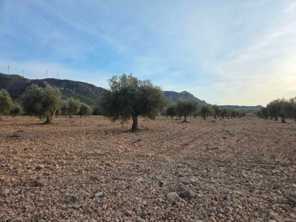 150,113 m² Land in Jumilla - Caza De Casa