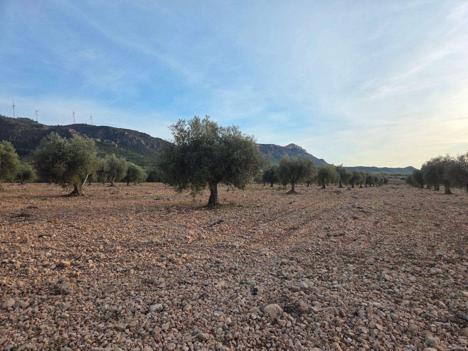 150,113 m² Land in Jumilla - Caza De Casa