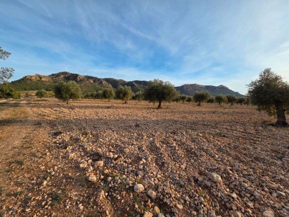 150,113 m² Land in Jumilla - Caza De Casa