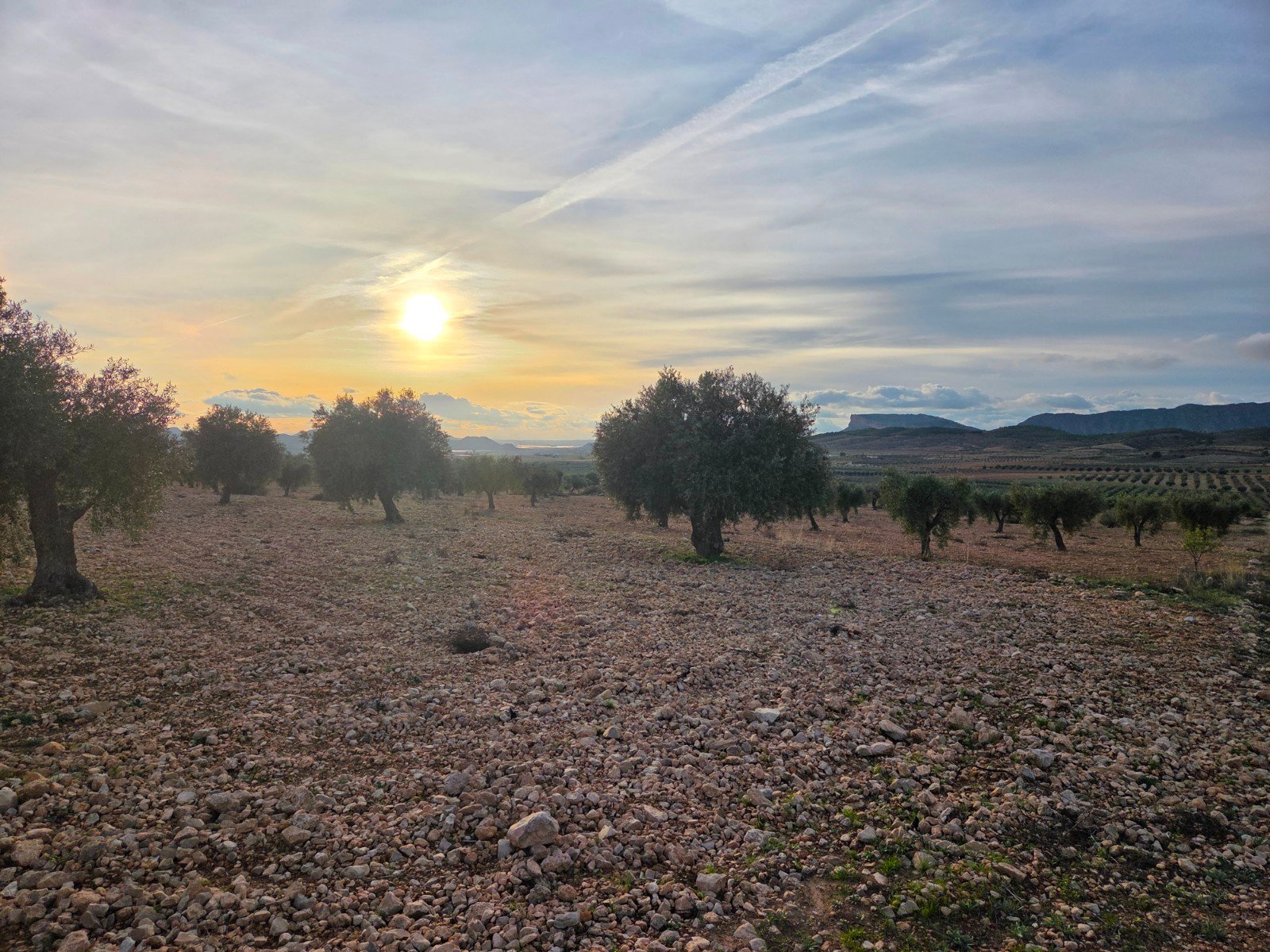 150,113 m² Land in Jumilla - Caza De Casa