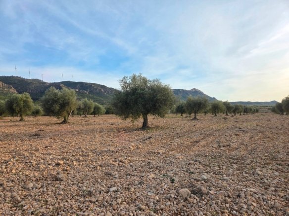 150,113 m² Land in Jumilla - Caza De Casa