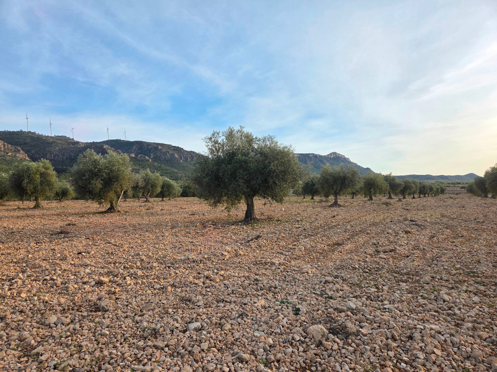 150,113 m² Land in Jumilla - Caza De Casa