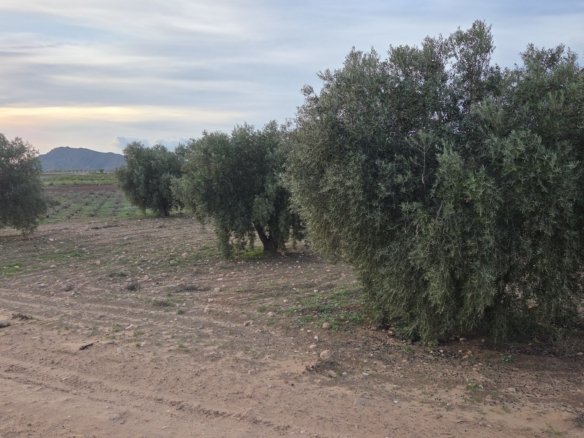 13,701 m² Land in Jumilla - Caza De Casa