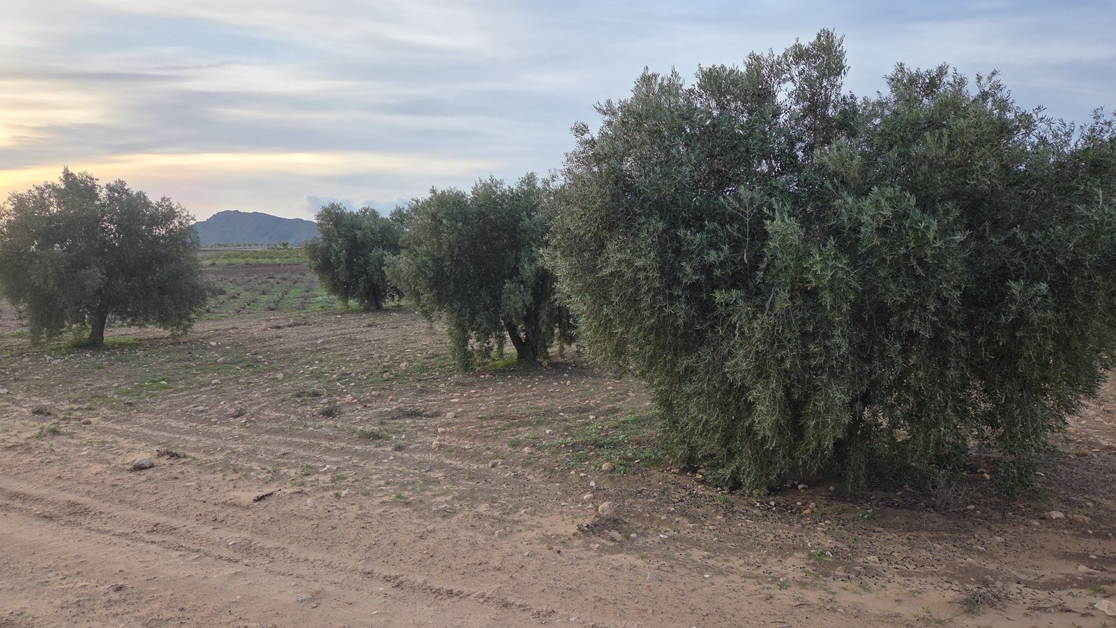 13,701 m² Land in Jumilla - Caza De Casa