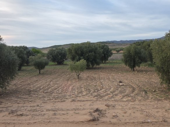 13,701 m² Land in Jumilla - Caza De Casa