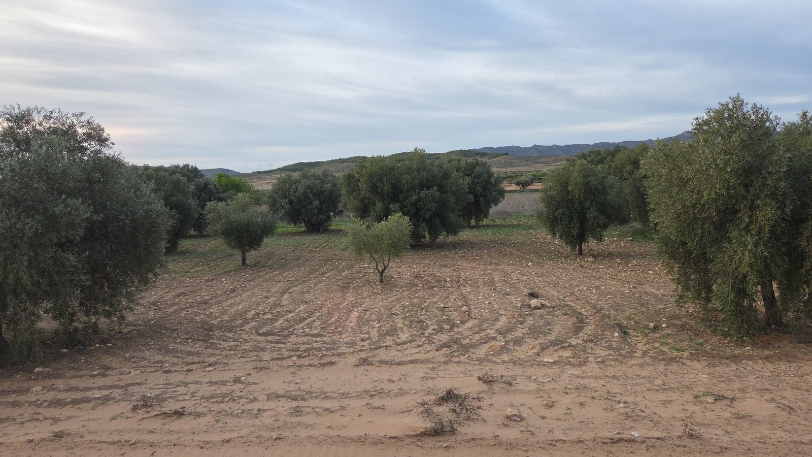 13,701 m² Land in Jumilla - Caza De Casa