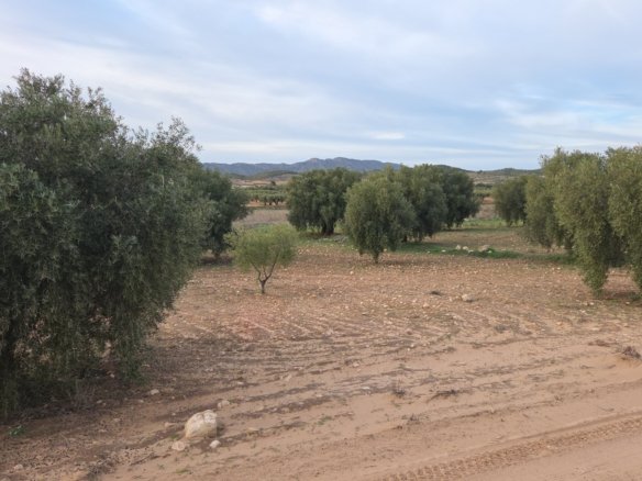 13,701 m² Land in Jumilla - Caza De Casa