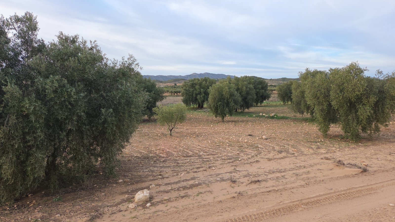 13,701 m² Land in Jumilla - Caza De Casa