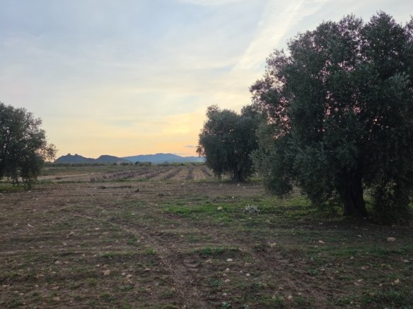 13,701 m² Land in Jumilla - Caza De Casa