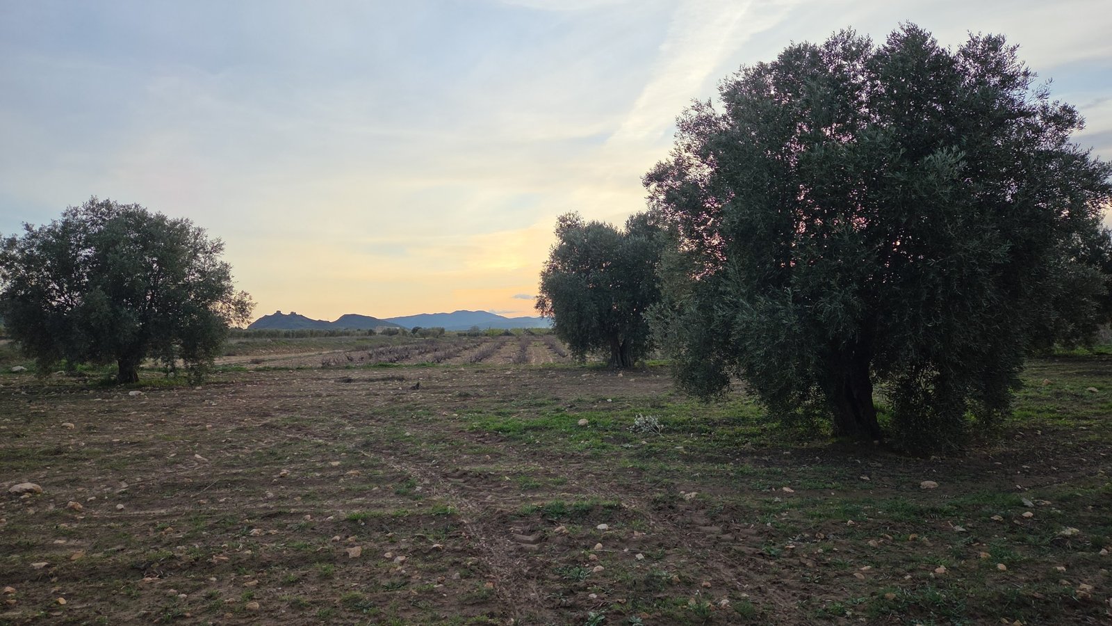 13,701 m² Land in Jumilla - Caza De Casa