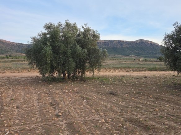 13,701 m² Land in Jumilla - Caza De Casa