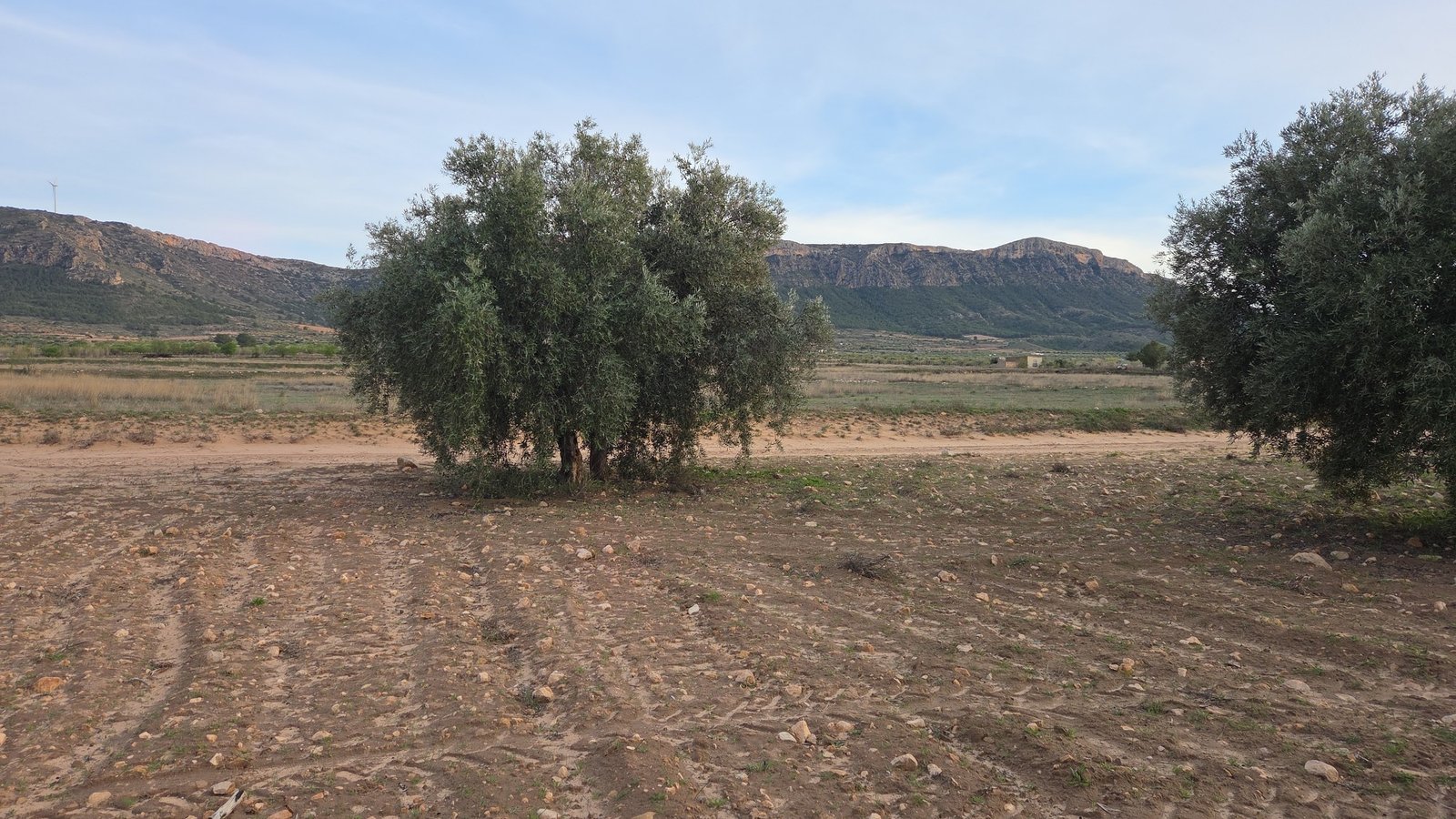 13,701 m² Land in Jumilla - Caza De Casa