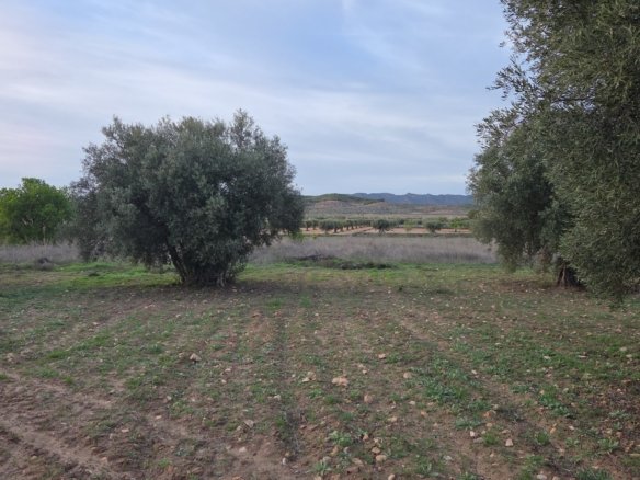13,701 m² Land in Jumilla - Caza De Casa