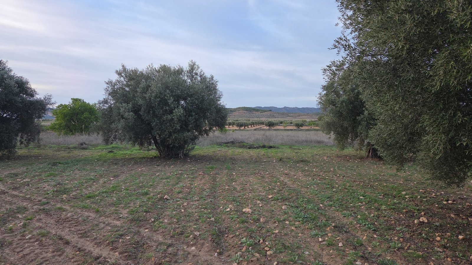 13,701 m² Land in Jumilla - Caza De Casa