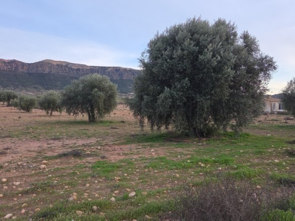7,733 m² Land in Jumilla - Caza De Casa