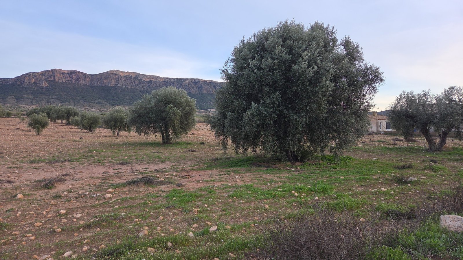 7,733 m² Land in Jumilla - Caza De Casa