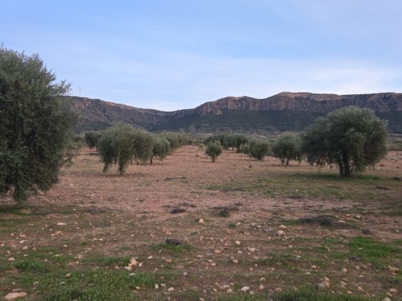 7,733 m² Land in Jumilla - Caza De Casa